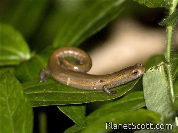 Mombacho Salamander (Bolitoglossa mombachensis)
