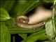 Mombacho Salamander (Bolitoglossa mombachensis)