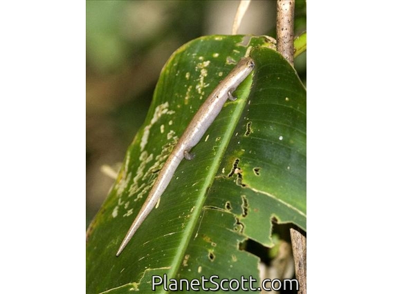 Mombacho Salamander (Bolitoglossa mombachoensis)