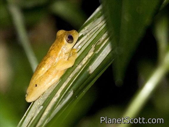 Yellow Treefrog (Dendropsophus microcephalus)