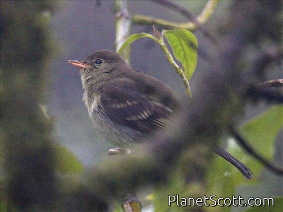 Mountain Elaenia (Elaenia frantzii)