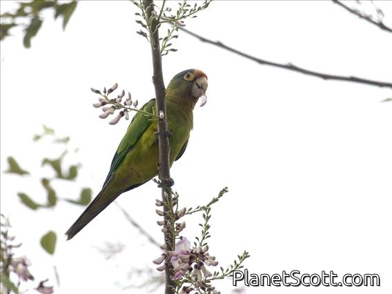 Orange-fronted Parakeet (Eupsittula canicularis)