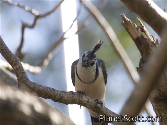 White-throated Magpie-Jay (Calocitta formosa)