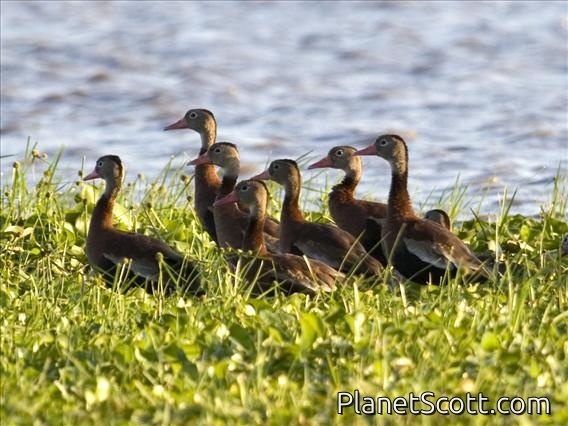 Black-bellied Whistling-Duck (Dendrocygna autumnalis)