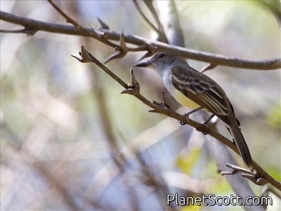 Brown-crested Flycatcher (Myiarchus tyrannulus)