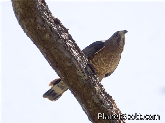 Broad-winged Hawk