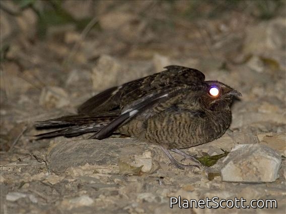 Pauraque (Nyctidromus albicollis)