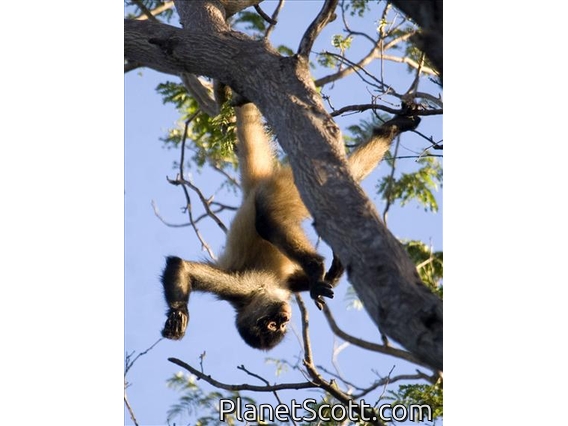 Central American spider monkey (Ateles geoffroyi)