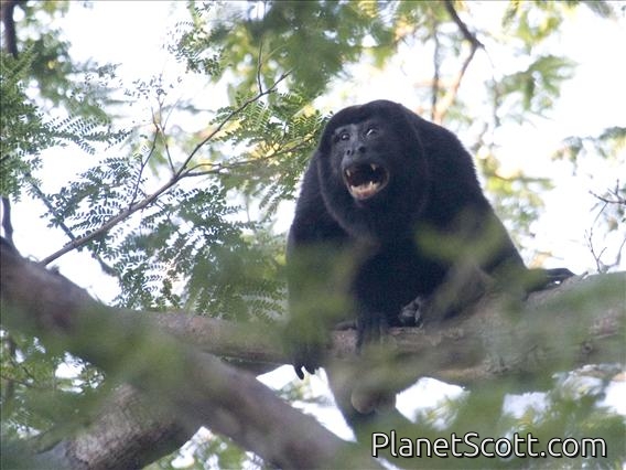Mantled Howler Monkey (Alouatta palliata)