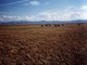 ANWR Caribou