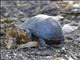 Scorpion Mud Turtle (Kinosternon scorpioides)