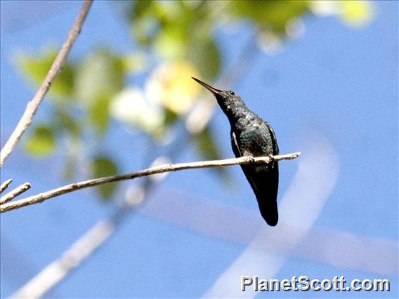 Blue-vented Hummingbird (Saucerottia hoffmanni)