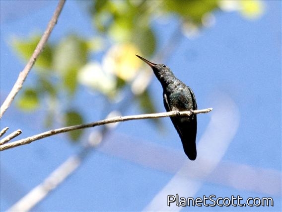 Blue-vented Hummingbird (Amazilia hoffmanni)