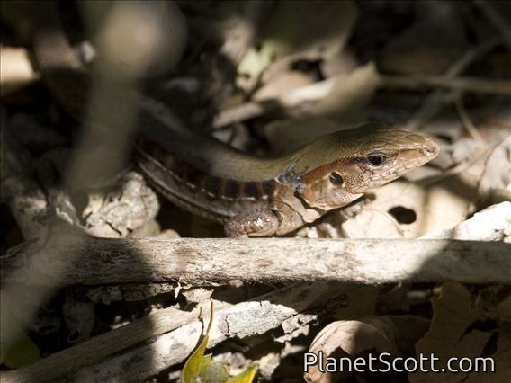 Ameiva Lizard (Ameiva festiva)