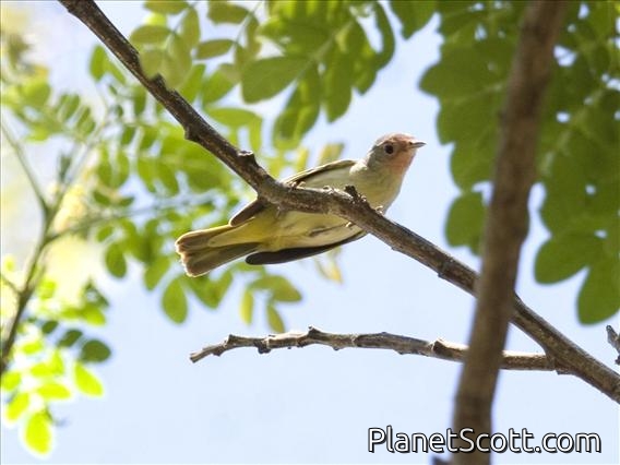 Lesser Greenlet (Pachysylvia decurtata)