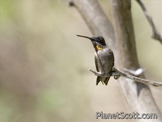 Plain-capped Starthroat (Heliomaster constantii)