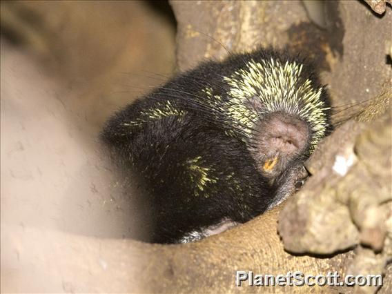 Mexican Hairy Dwarf Porcupine (Coendou mexicanus)