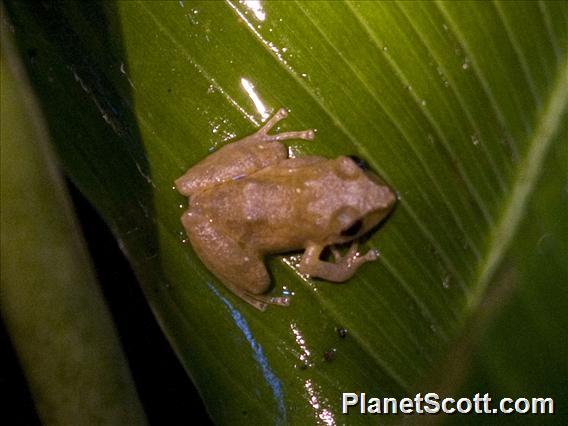 Pygmy Rain Frog (Pristimantis ridens)