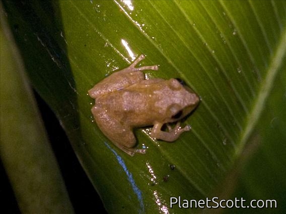 Pygmy Rain Frog (Pristimantis ridens)