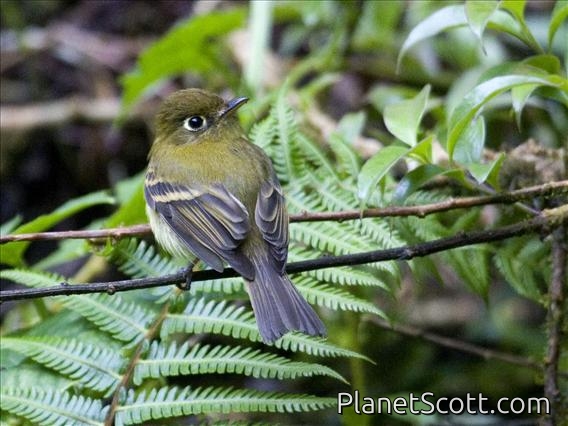 Yellowish Flycatcher (Empidonax flavescens)