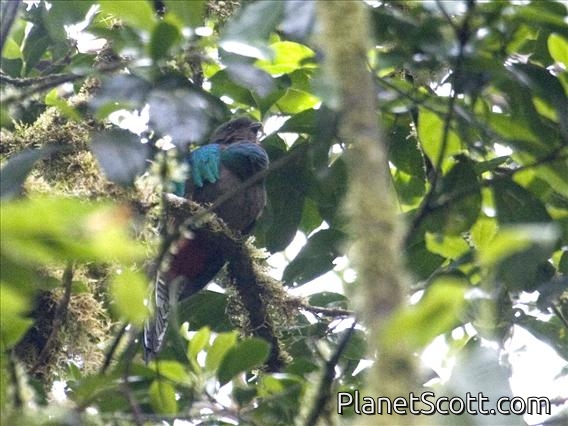 Resplendent Quetzal (Pharomachrus mocinno) - Female