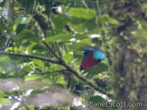 Resplendent Quetzal (Pharomachrus mocinno) - Male