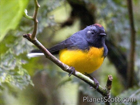 Slate-throated Redstart (Myioborus miniatus)