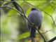 Black-faced Solitaire (Myadestes melanops)