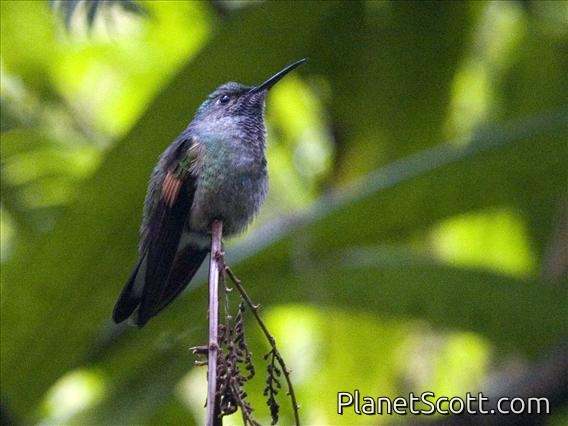 Stripe-tailed Hummingbird (Eupherusa eximia) - Male
