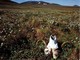 Musk Ox Skull, Arctic National Wildlife Refuge