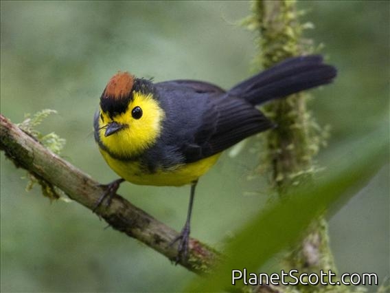 Images for Costa Rica