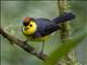 Collared Redstart (Myioborus torquatus)