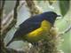 Black-and-yellow Silky-flycatcher (Phainoptila melanoxantha)
