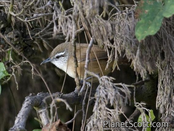 Plain Wren (Thryothorus modestus)