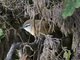 Plain Wren (Thryothorus modestus)