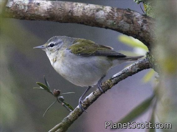Tennessee Warbler (Vermivora peregrina)