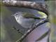 Tennessee Warbler (Vermivora peregrina)