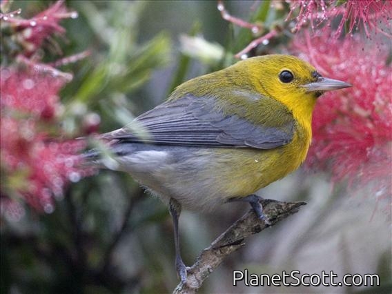 Prothonotary Warbler (Protonotaria citrea)