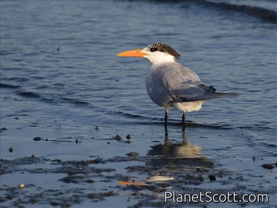 Royal Tern (Sterna maxima)