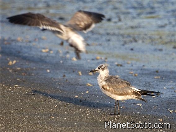 Laughing Gull (Larus atricilla) - Non-breeding