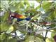 Scarlet Macaw (Ara macao)