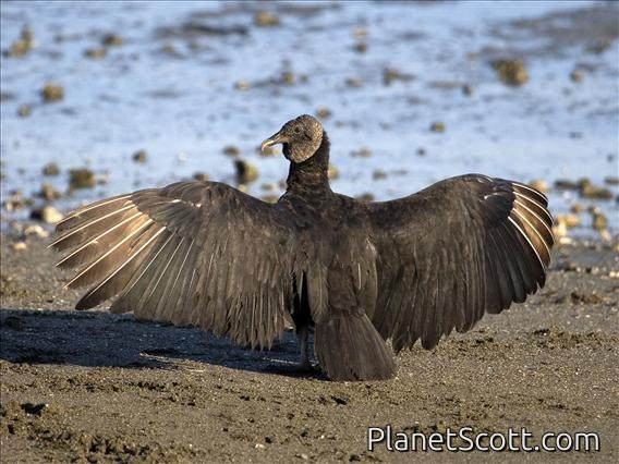 Black Vulture (Coragyps atratus)