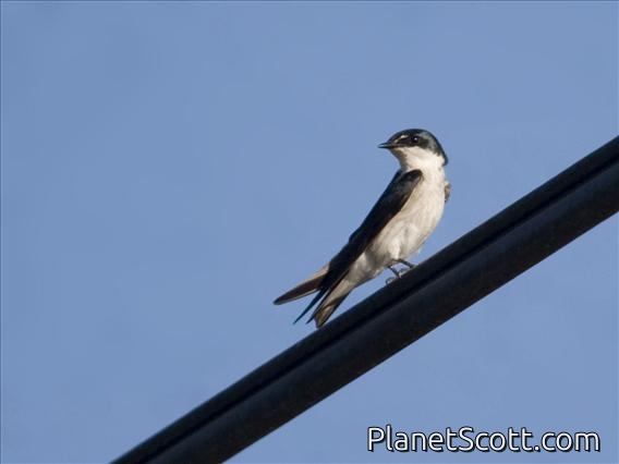 Mangrove Swallow (Tachycineta albilinea)
