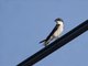 Mangrove Swallow (Tachycineta albilinea)