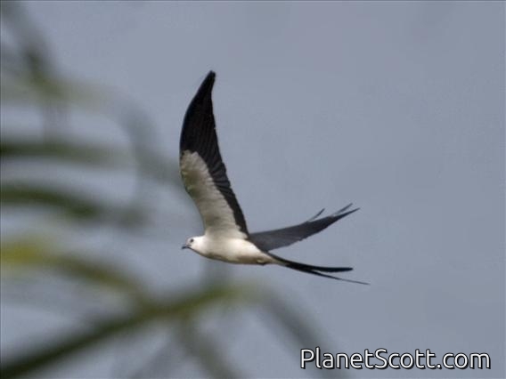Swallow-tailed Kite (Elanoides forficatus)