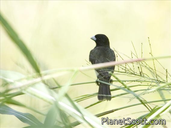 Yellow-bellied Seedeater (Sporophila nigricollis)