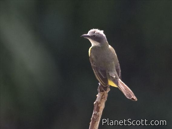 Grey-capped Flycatcher (Myiozetetes granadensis)