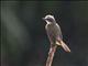 Grey-capped Flycatcher (Myiozetetes granadensis)