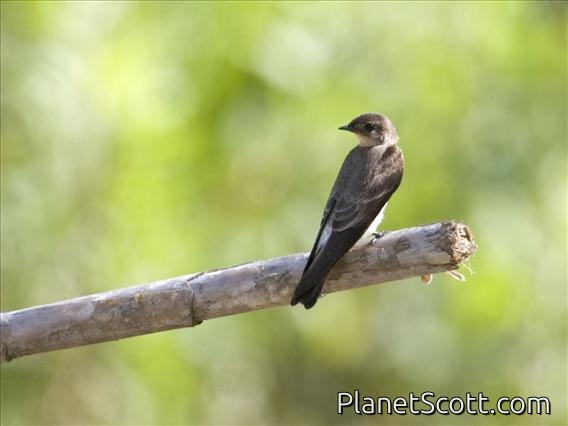 Southern Rough-winged Swallow (Stelgidopteryx ruficollis)