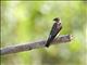 Southern Rough-winged Swallow (Stelgidopteryx ruficollis)